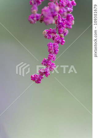 Pale red pigweed flowers, close-up 109381679