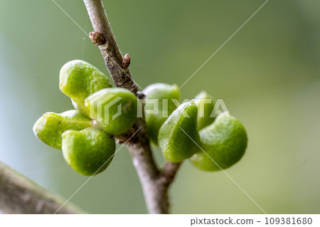 Close-up of green berries of a green crocodile before ripening to brown Close-up of green berries of a green crocodile before ripening to brown 109381680