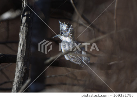 一隻山蟬棲息在北海道山澗的一棵樹上 109381793