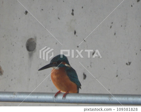 Kingfisher seen in a nearby stream Kingfisher seen in a nearby stream 109381828