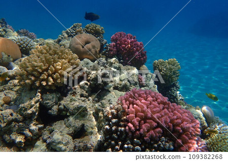 coral reef in Egypt, Makadi Bay 109382268