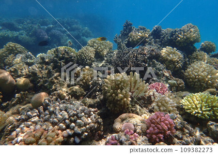 coral reef in Egypt, Makadi Bay coral reef in Egypt, Makadi Bay 109382273