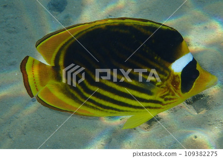 Diagonal butterflyfish (Chaetodon fasciatus) 109382275