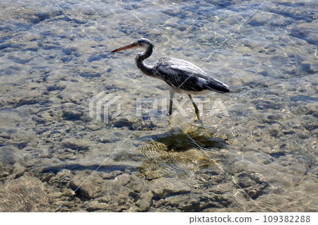 heron bird form Egypt 109382288