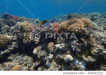 coral reef in Egypt, Makadi Bay coral reef in Egypt, Makadi Bay 109382291