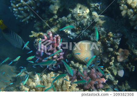 Blue-green Chromis (Chromis viridis) fish 109382308