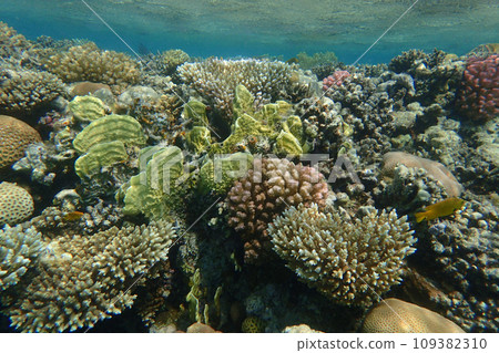 coral reef in Egypt, Makadi Bay 109382310