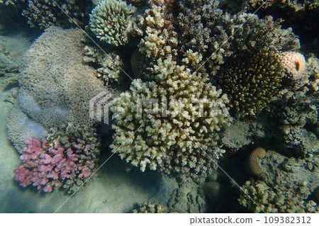 coral reef in Egypt, Makadi Bay 109382312