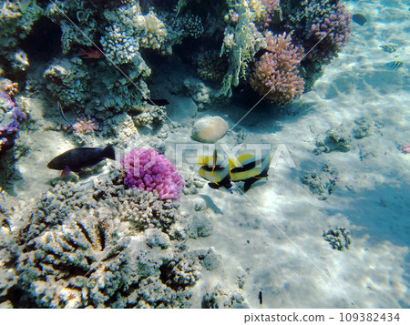 coral reef in Egypt, Makadi Bay 109382434