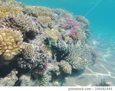 coral reef in Egypt, Makadi Bay coral reef in Egypt, Makadi Bay 109382443