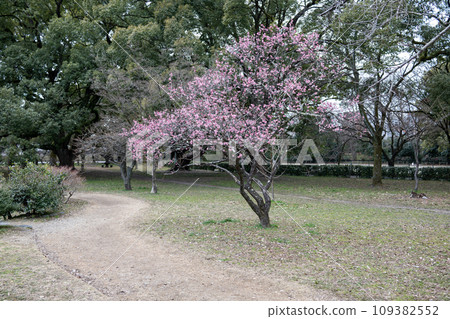 紅梅盛開的路 109382552