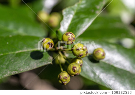 秋季冬青果實變紅前的特寫 109382553