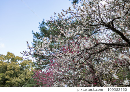 Plum blossoms in the blue sky Plum blossoms in the blue sky 109382560
