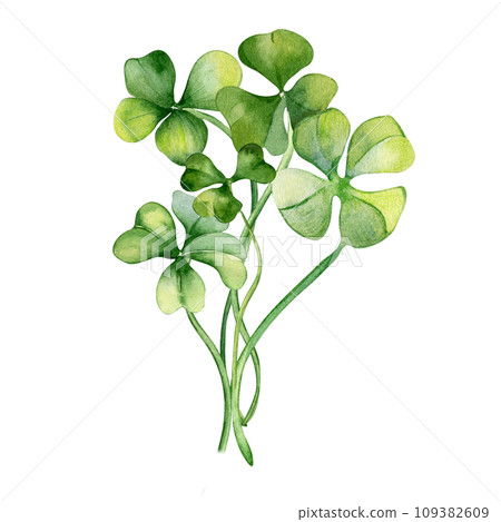 Shamrock and clover bunch watercolor illustration isolated on white background. Hand painted green four leaves. Hand drawn Irish lucky symbol. Design element for St.Patricks day postcard, banner Shamrock and clover bunch watercolor illustration isolated on white background. Hand painted green four leaves. Hand drawn Irish lucky symbol. Design element for St.Patricks day postcard, banner 109382609