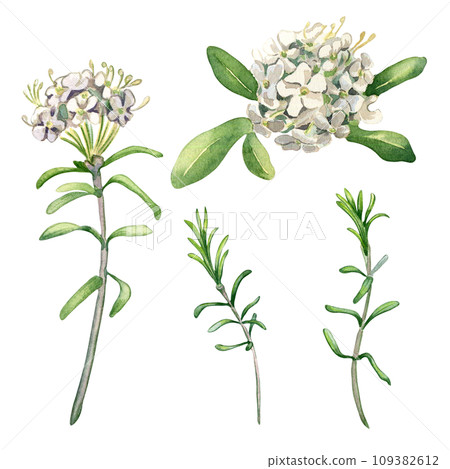 Watercolor illustration set of labrador tea flowers isolated on white background. Painted floral set of wild rosemary in gentle colors. Wedding elements with light flowers. Design for Easter card 109382612