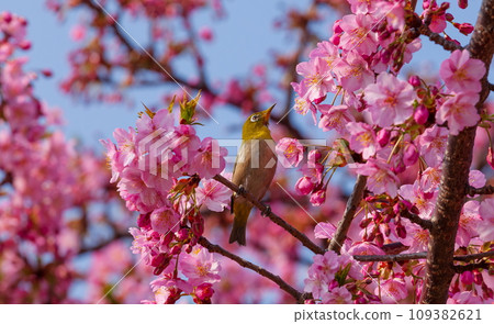 Kawazu cherry tree and mezzo 109382621