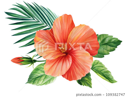 Tropical orange flower isolated, watercolor illustration, hibiscus flower and palm leaf, bouquet for greeting card Tropical orange flower isolated, watercolor illustration, hibiscus flower and palm leaf, bouquet for greeting card 109382747