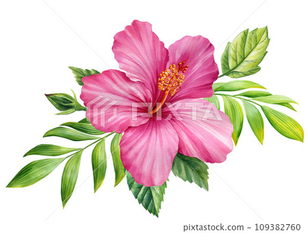 Tropical flora isolated background, hibiscus and palm leaf, Beautiful watercolor plants, leaves and pink flowers  109382760