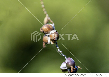 brown fruit of water canna brown fruit of water canna 109382763