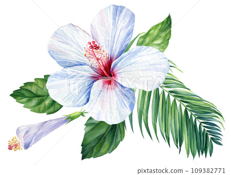 Tropical flora isolated background, hibiscus and palm leaf, Beautiful watercolor plants, leaves and flowers  109382771