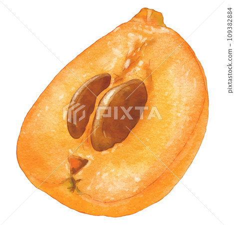 Watercolor style realistic loquat cross section illustration 109382884