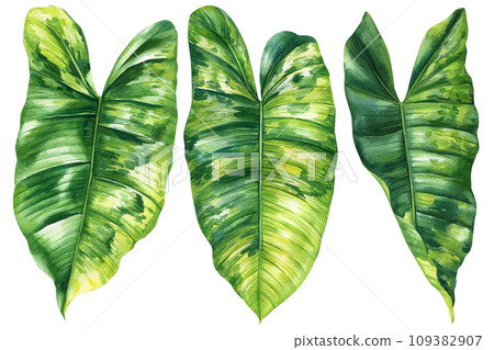 Paradise Palm Leaves set, Tropical Watercolor plant illustration on isolated white background, reddish philodendron 109382907