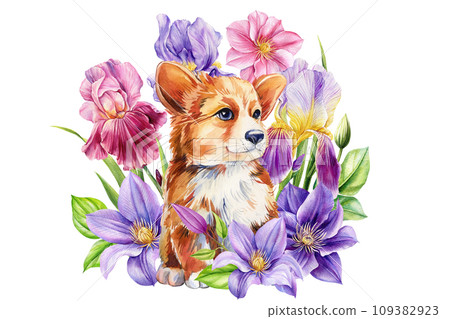 Puppy, cute baby animal, spring flowers irises and clematis, isolated white background watercolor illustration. postcard Puppy, cute baby animal, spring flowers irises and clematis, isolated white background watercolor illustration. postcard 109382923