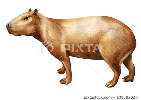 Capybara watercolor on isolated white background. Hand drawn cute capybara realistic illustration Capybara watercolor on isolated white background. Hand drawn cute capybara realistic illustration 109382927