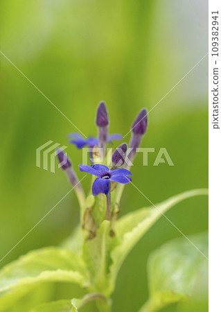 Erantemum wattii close-up with deep purple tubular flowers 109382941