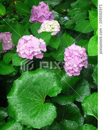 初夏雨後的津瓦吹葉與繡球花 109382971