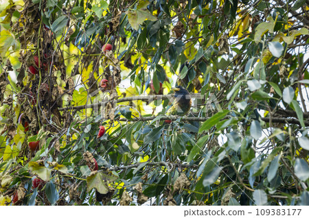 great barbet or Megalaima virens bird closeup camouflaged in natural green background or blend in environment on a fruit tree at dhikala jim corbett national park tiger reserve uttarakhand india asia 109383177