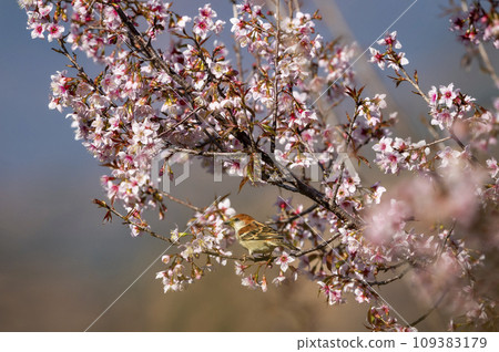 russet sparrow or Passer rutilans or cinnamon tree sparrow perched on pink flower of Prunus cerasoides wild Himalayan cherry and sour cherry tree at foothills of himalaya uttarakhand india asia russet sparrow or Passer rutilans or cinnamon tree sparrow perched on pink flower of Prunus cerasoides wild Himalayan cherry and sour cherry tree at foothills of himalaya uttarakhand india asia 109383179