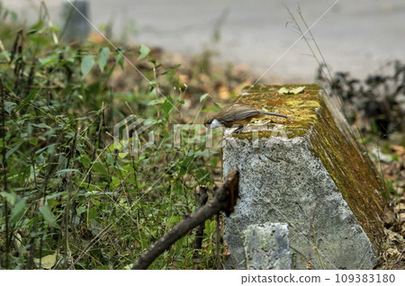 white crested laughingthrush or Garrulax leucolophus bird during winter season in safari at dhikala forest jim corbett national park or tiger reserve uttarakhand india asia 109383180