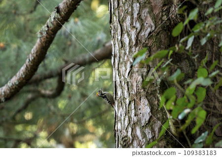 brown fronted woodpecker or Leiopicus auriceps bird on pine tree trunk during winter migration season at foothills of himalaya uttarakhand india 109383183