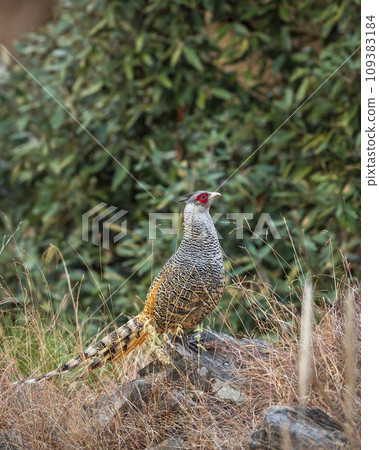 cheer pheasant or Catreus wallichii or Wallichs pheasant portrait during winter migration perched on big rock in natural scenic green background in foothills of himalaya forest uttarakhand india asia 109383184
