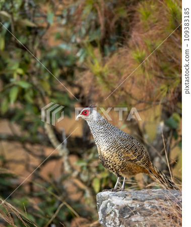 cheer pheasant or Catreus wallichii or Wallichs pheasant portrait during winter migration perched on big rock in natural colorful scenic green background in foothills himalaya forest uttarakhand india 109383185