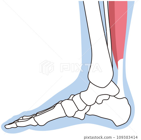 Skeletal diagram of the foot, inner right foot, muscles, Achilles tendon 109383414