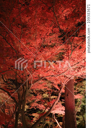 火熱的秋葉照明 火熱的秋葉照明 109383671