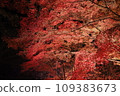 Bright red autumn leaves illuminated 109383673