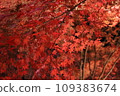 Bright red autumn leaves illuminated 109383674