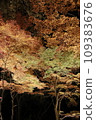 Lighting up trees with autumn leaves 109383676