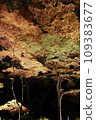 Lighting up trees with autumn leaves 109383677
