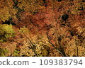 Light-up of leaves Momiji who changed leaves 109383794