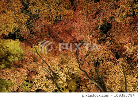 Light-up of leaves Momiji who changed leaves Light-up of leaves Momiji who changed leaves 109383794