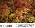 Illumination of trees with autumn leaves dyed in autumn colors 109383797