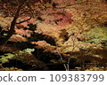 Illumination of autumn leaves, etc., dyed in autumn colors 109383799
