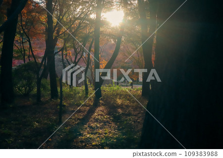 夕陽下的森林 夕陽下的森林 109383988
