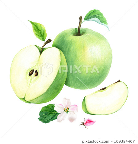 A composition with green apple fruit, flower and leaves. Hand drawn botanical watercolor illustration isolated on white background. For clip art cards menu label A composition with green apple fruit, flower and leaves. Hand drawn botanical watercolor illustration isolated on white background. For clip art cards menu label 109384407