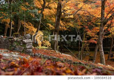深秋景象 109384510