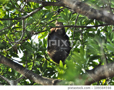 掛在樹枝上的 Orii 飛狐 109384598